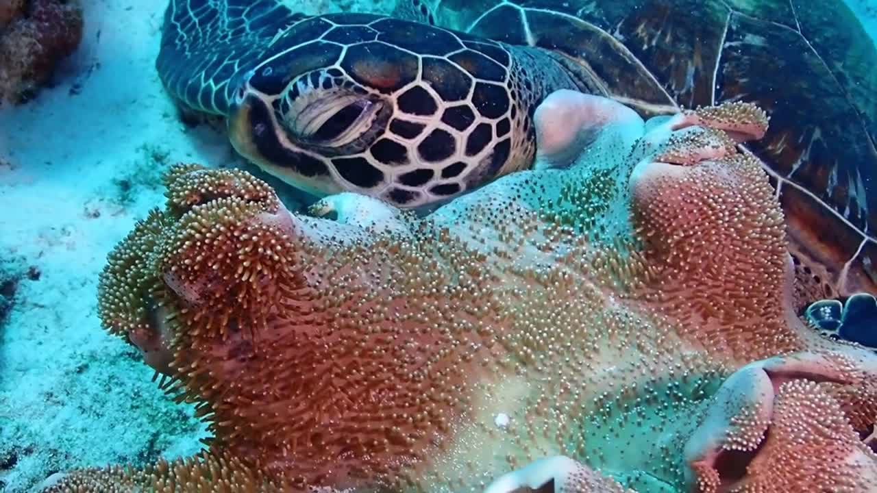 This turtle is leaning on a coral reef