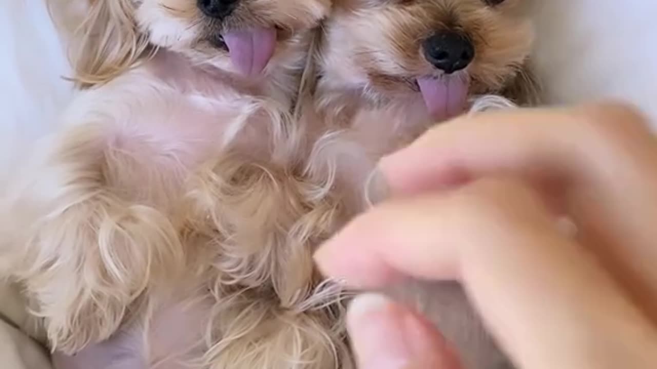 Cute dogs couple 💞