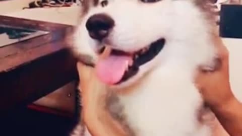 My Lovely dog husky funny and cute 25#shorts
