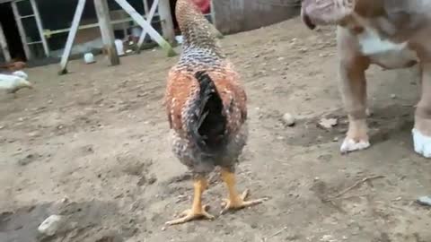 Chicken Vs Bulldog