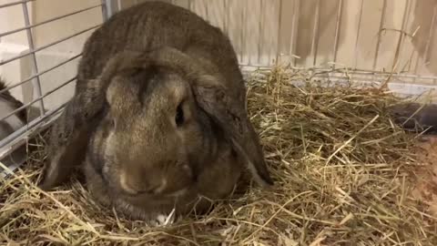 Rescuer rabbit Brian