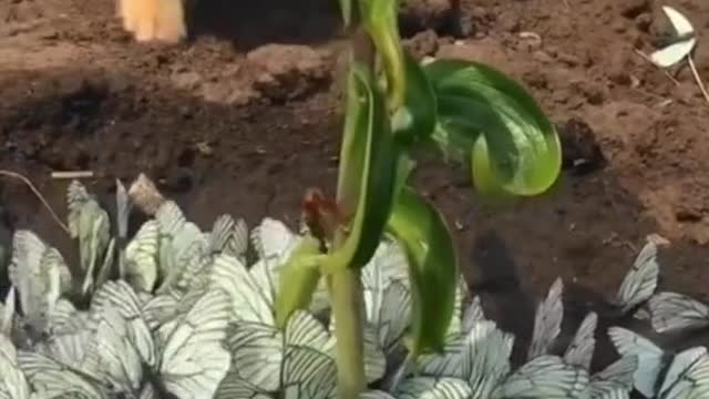 A lot of butterflies