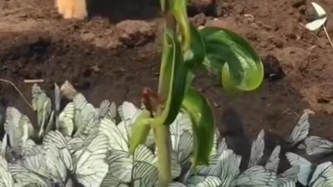 A lot of butterflies