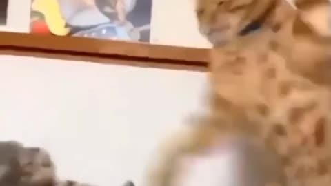 Cat fight #Funny shorts