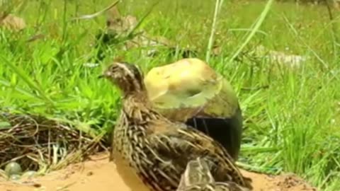 amazing unique Bird trap // quail trap