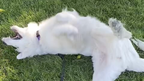 pups playing
