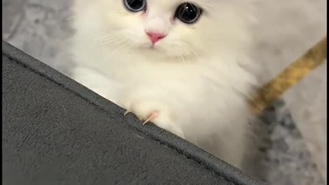 Amazing cat 🐈