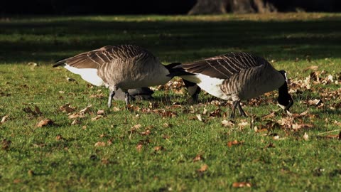 Ducks Munching on Grass: Nature’s Cutest Snack Time! 🦆🌿"
