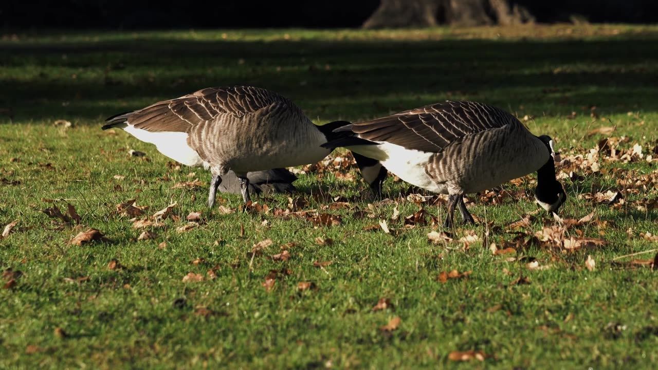 Ducks Munching on Grass: Nature’s Cutest Snack Time! 🦆🌿"