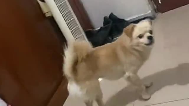 It's not just me who is afraid. Dogs are afraid of their mothers