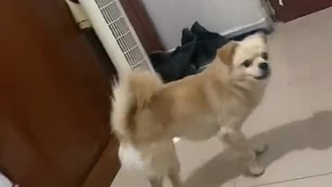 It's not just me who is afraid. Dogs are afraid of their mothers