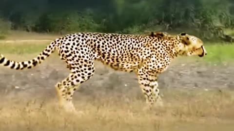 The tiger wanted to eat the baby cow, but unfortunately