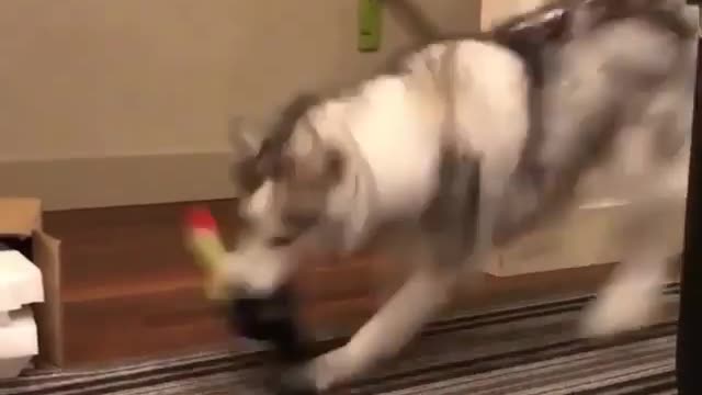 A dog with a toy dangling from it