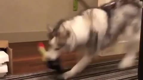 A dog with a toy dangling from it
