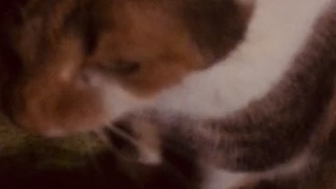 Tabby 14 years old