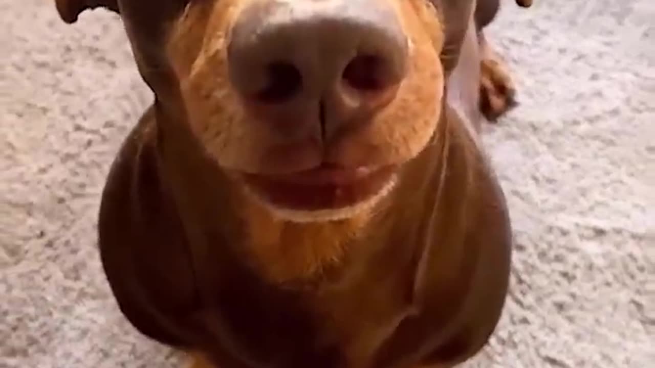 Funny animals - Funny cats and dogs - Funny animal videos
