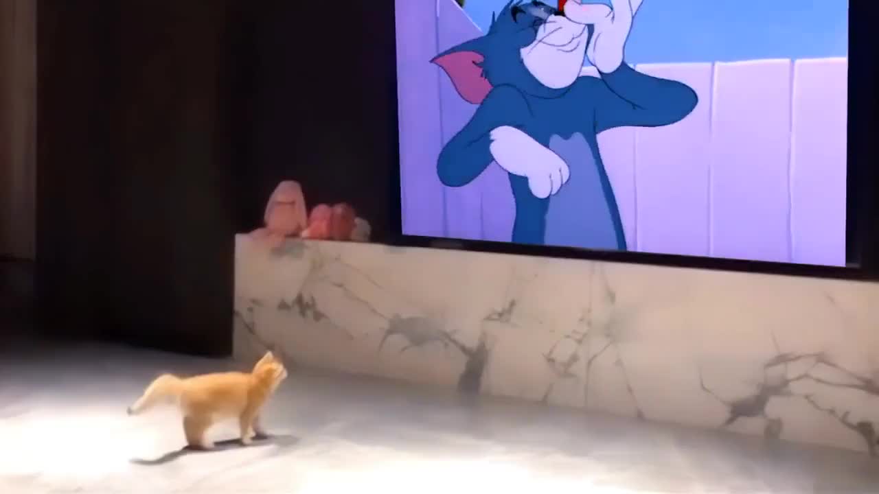 Cartoon Vs Reality.