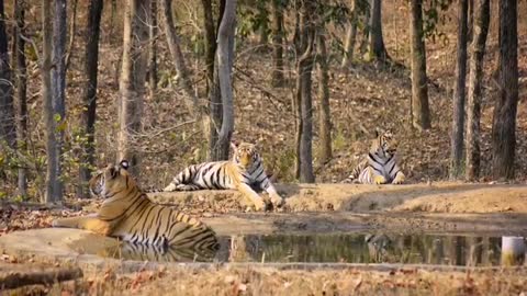 Khursapar Pench Female Tigerss To cubs M.H 2021