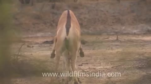 DONKEY ENJOYS WORLD