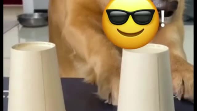You will laughed before the end of this video