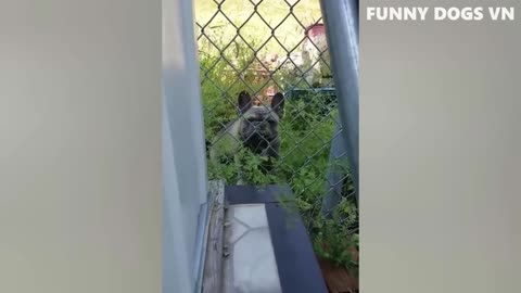 BestFunniestAnimals2023😍FunniestDogsAndCatsVideos 🐱🐶