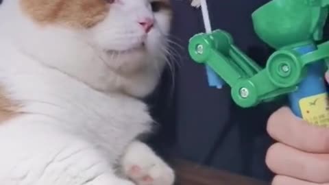 Funn with Cat