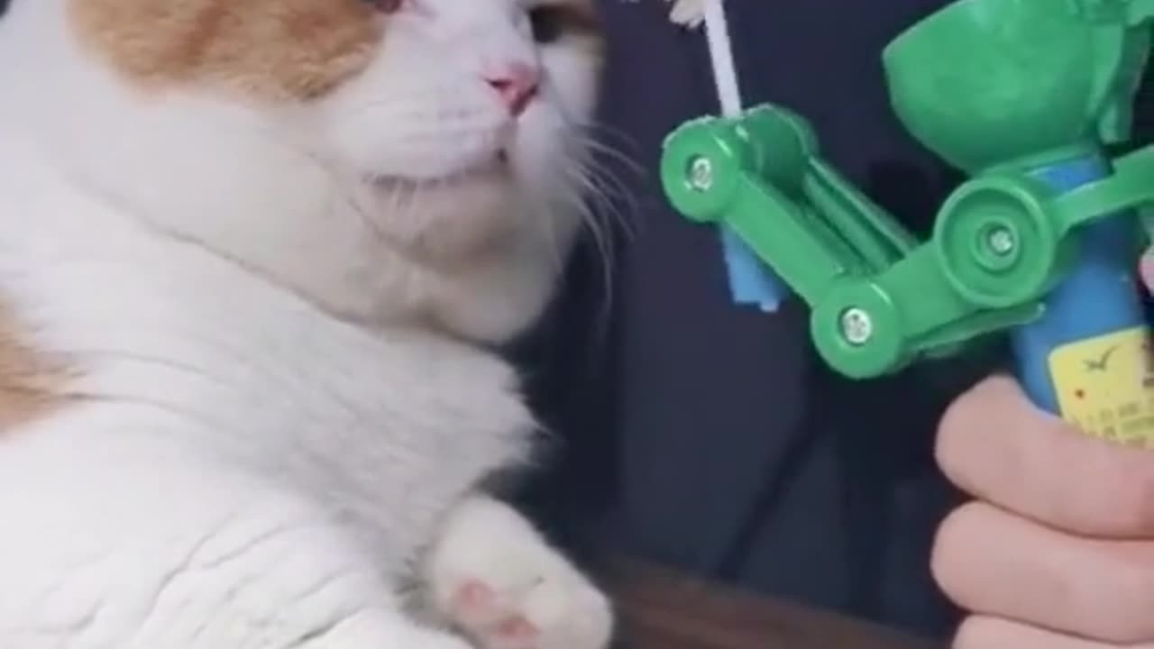 Funn with Cat
