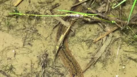 Catching Freshwater Eels At Night 🐟 #shorts
