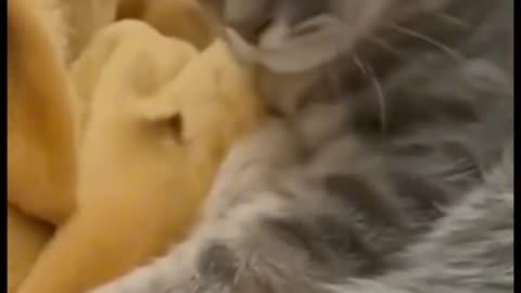 Cat's fun