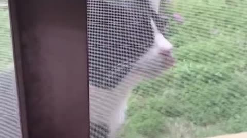 Watch These Disgruntled Cats Get the Most Unusual Beauty Treatment