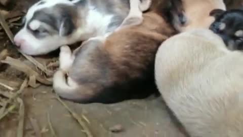 Precious Newborn Little Puppies on Day 2