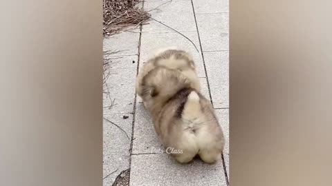 Funniest Animals 2023 Funny Dogs and Cats Videos
