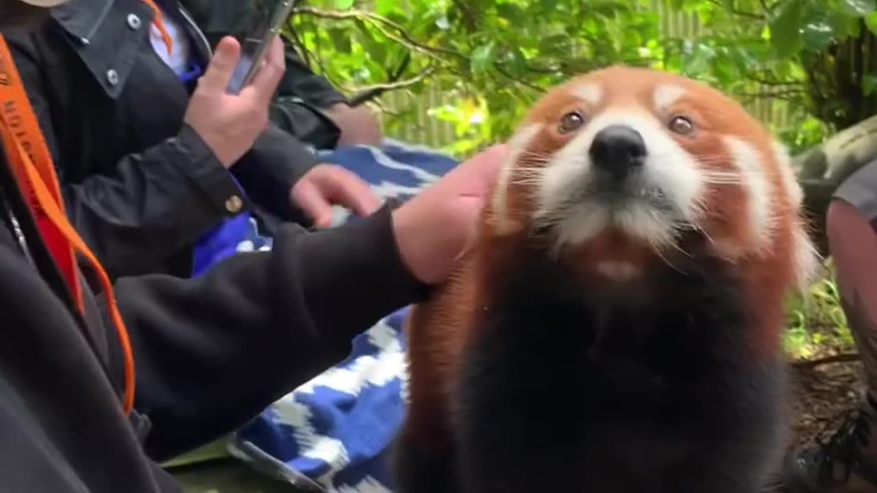 Feeding Red Panda