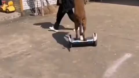 "Adorable Animal Antics: A Heartwarming Video of Cuteness Unleashed!"