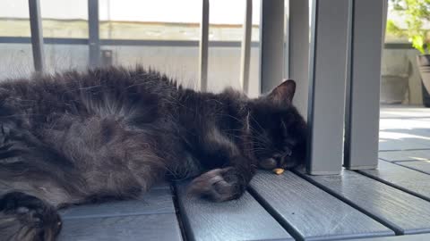 Putting treats in front of a sleeping cat