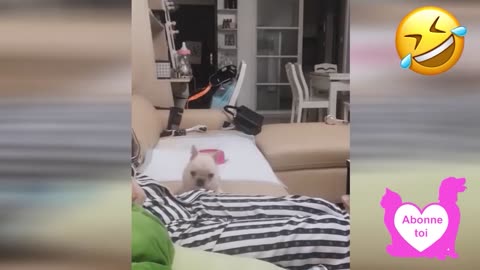 #doz#cat