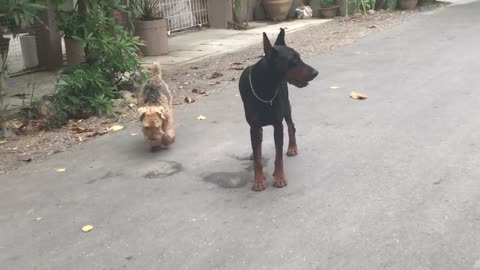 Peace the Doberman is too busy Protecting The Potus