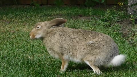 The mountain hare