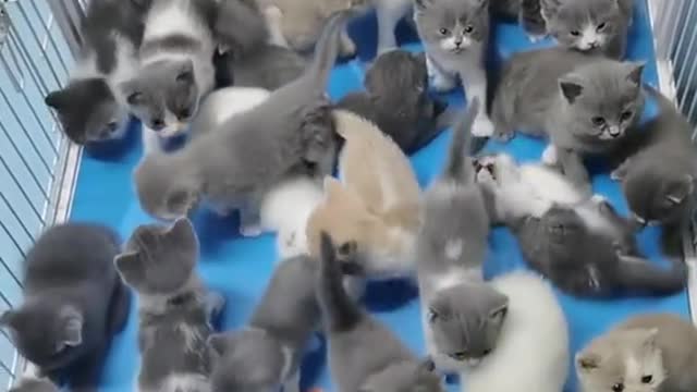 🥰So many cats. Which one do you like?🐱🐱🐱