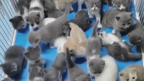 🥰So many cats. Which one do you like?🐱🐱🐱