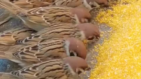 Birds