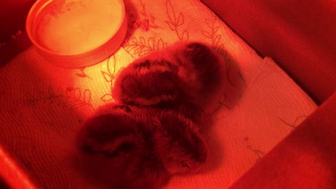 Day Old Chicks!