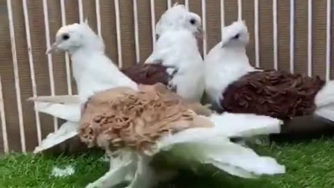 Most Beautiful Frillback Pigeon