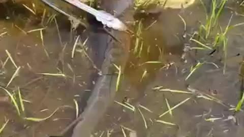 Luckily, this man found a tame fish that was easy to catch