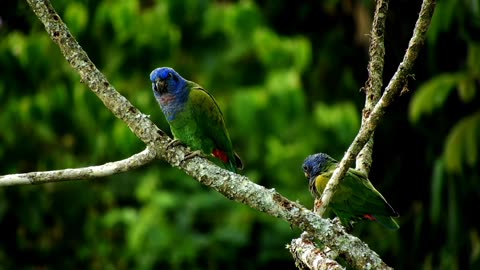 Birds vedio