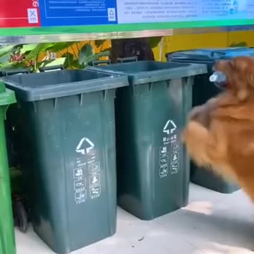 Wild pet video,wild wildlife, animals video, pet video, viral video , heroic animals