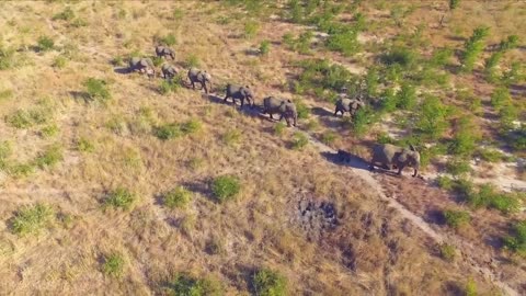 Wildlife Safari: Discovering Earth's Animals"