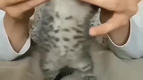 Lovely dance by Cute kitten on Pikachu Pikachu Song