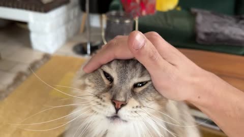 Attract your cat - Meows to call your cat HQ