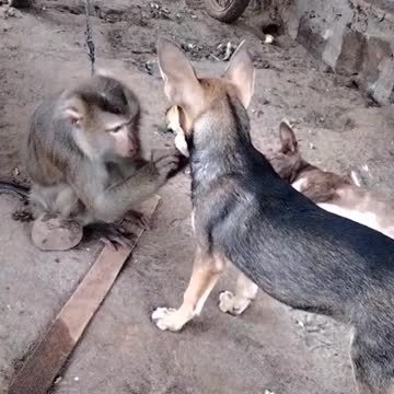 funny animal situations